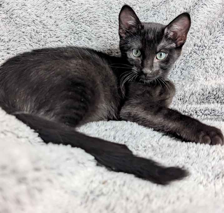 Photo of Plum