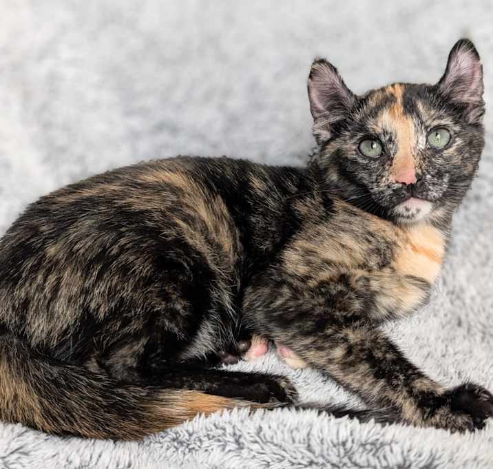 Photo of Tangerine