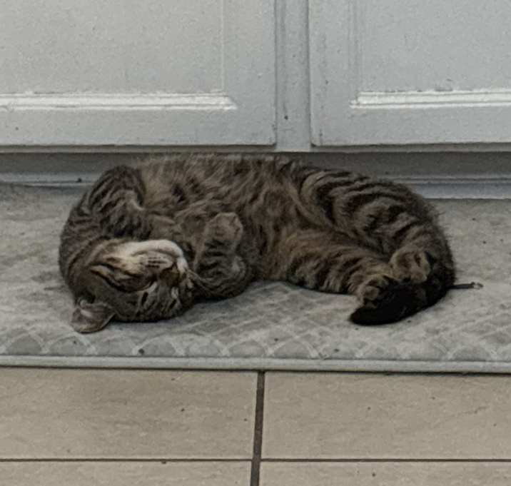 Photo of Raccoon
