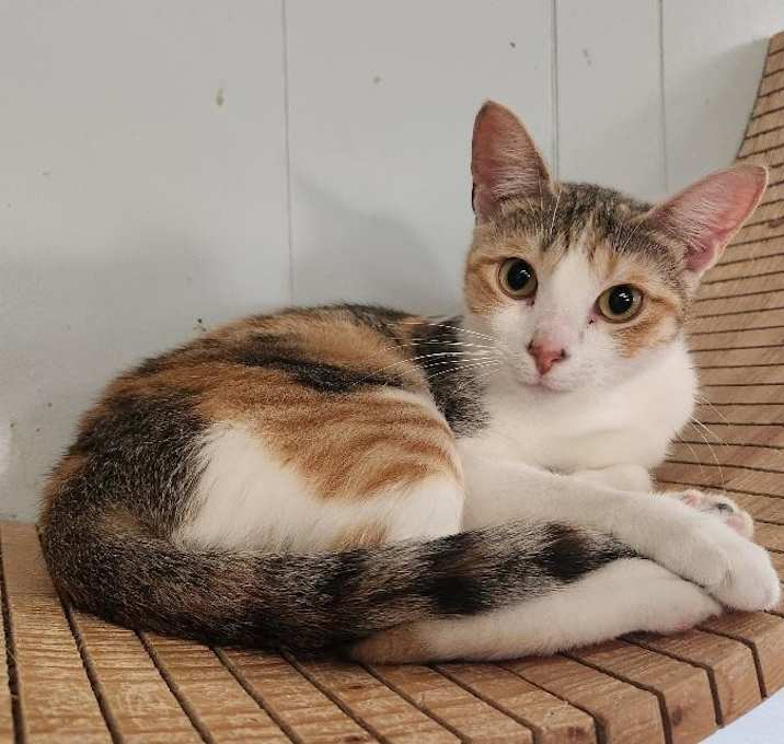 Photo of Mom Cat 26881 (Nancy)