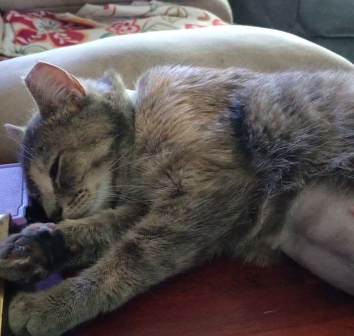 Photo of Trixie