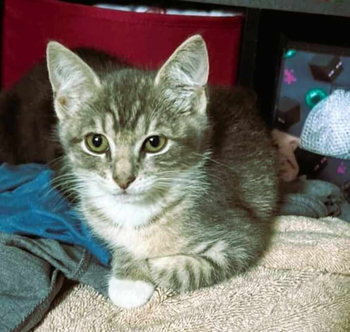 Photo of Iris