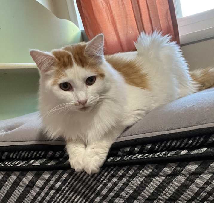 Photo of Toby