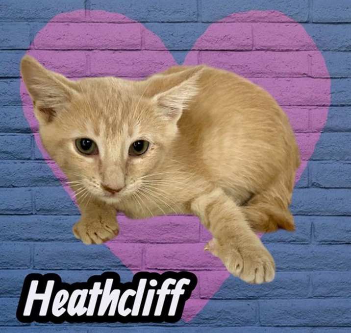 Photo of *HEATHCLIFF