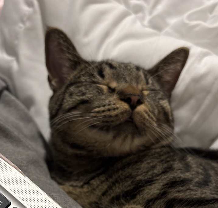 Photo of Pickle