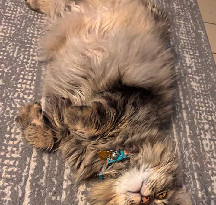Photo of Gizmo