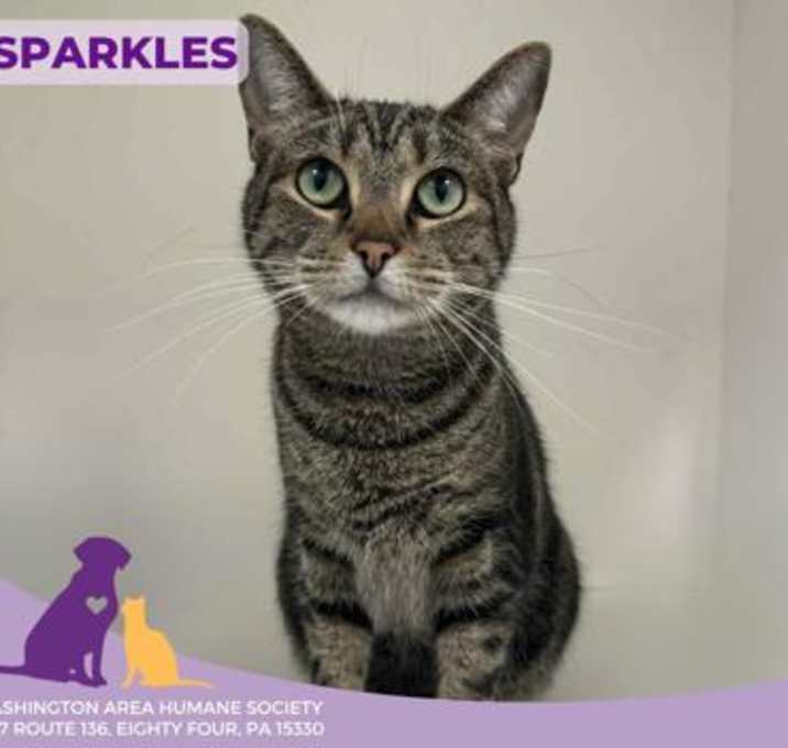 Photo of Sparkles