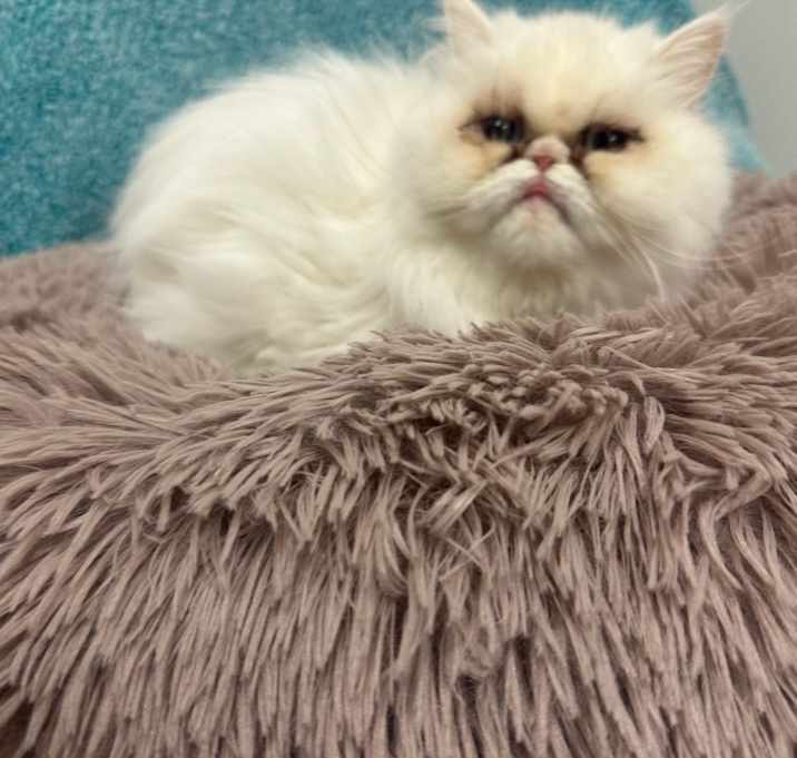 Photo of Aurora