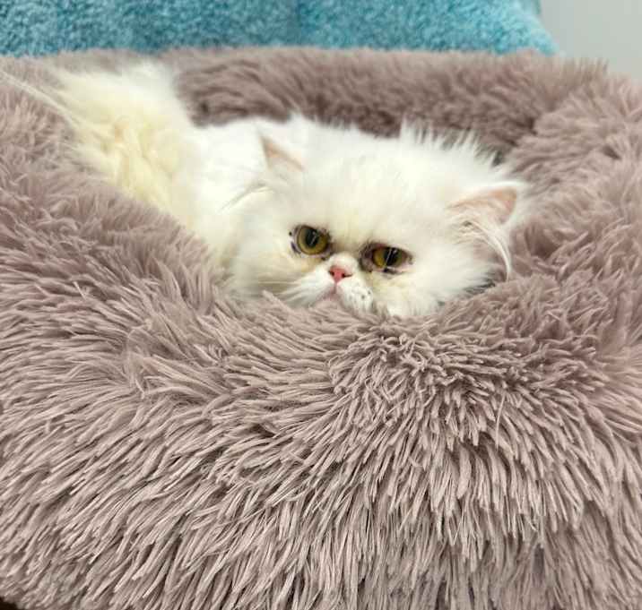 Photo of Crystal