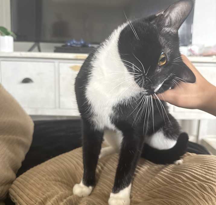 Photo of Shadow