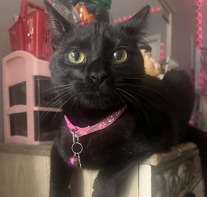 Photo of Coco
