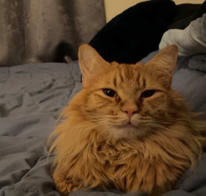 Photo of Pumpkin