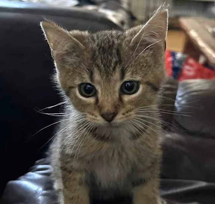 Photo of Cayenne