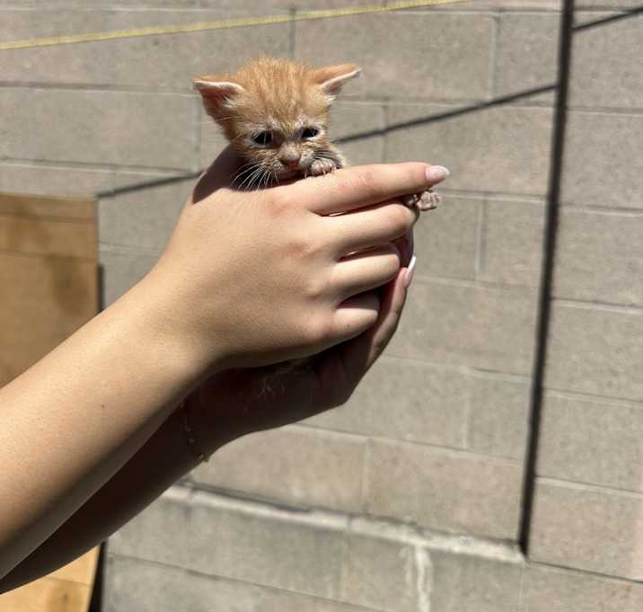 Photo of Butters