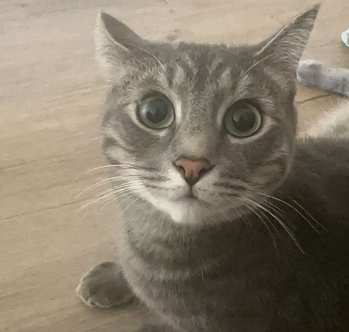 Photo of Mimo