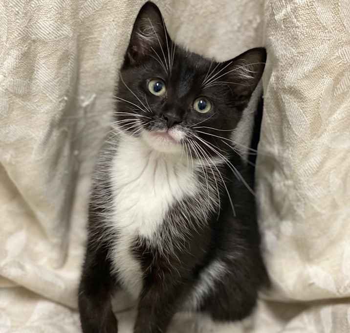 Photo of Dennis
