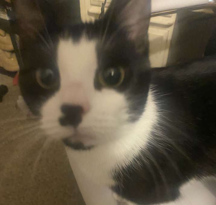 Photo of Amber