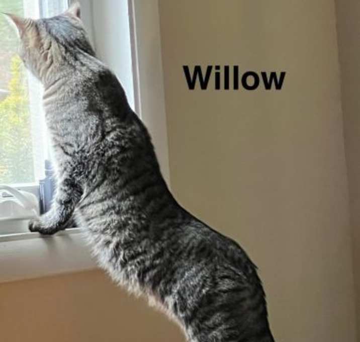 Photo of Willow