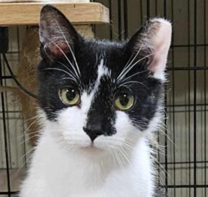 Photo of Domino