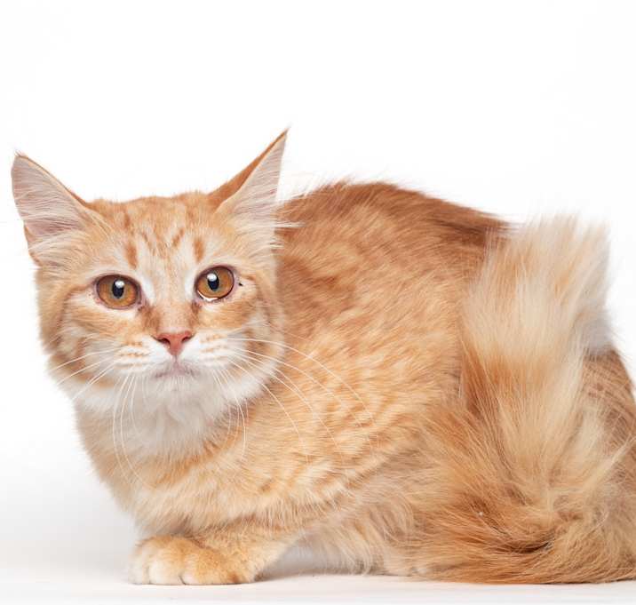 Photo of Boo