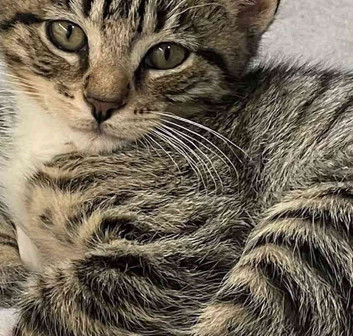 Photo of Lark