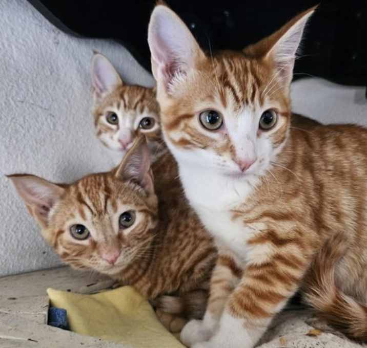 Photo of Mario, Luigi, Daisy, Bowser, & Peaches