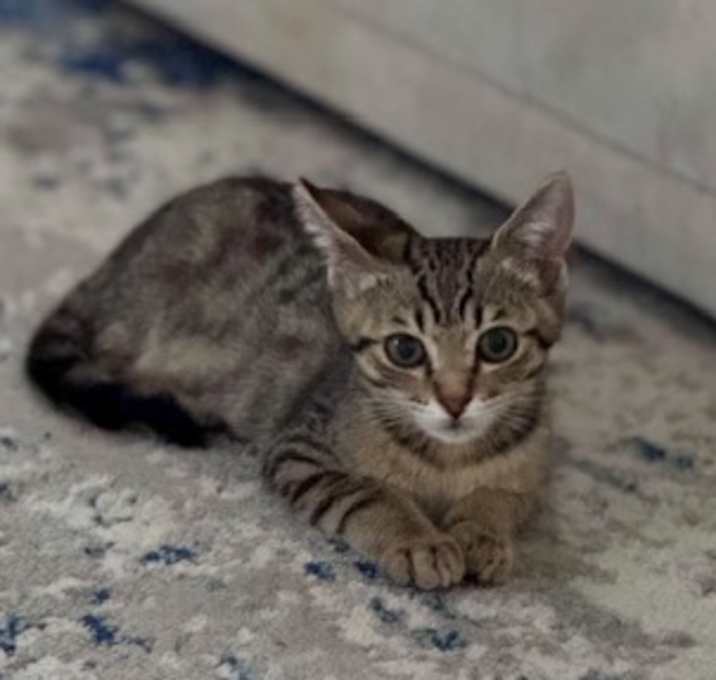 Photo of Ziggy (pre adopt)