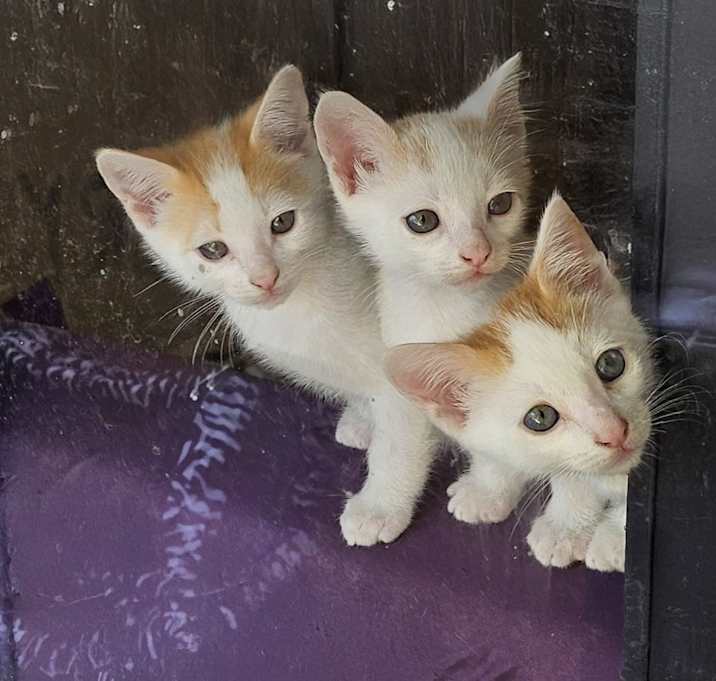 Photo of Copper, Stripe, and Ghost