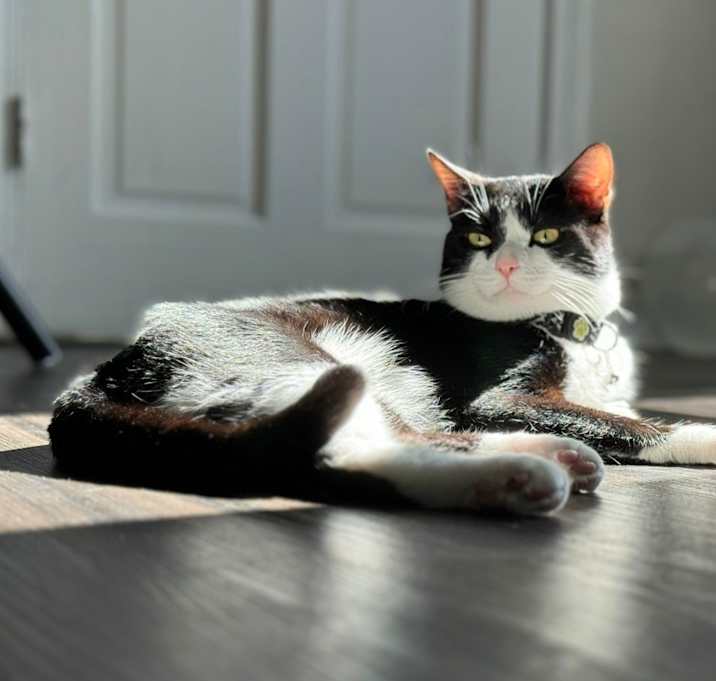 Photo of Milo