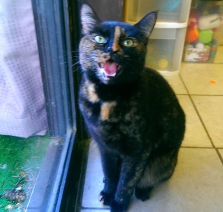 Photo of Momo