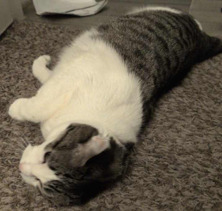 Photo of Kitty