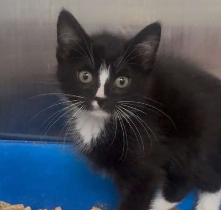 Photo of Tux