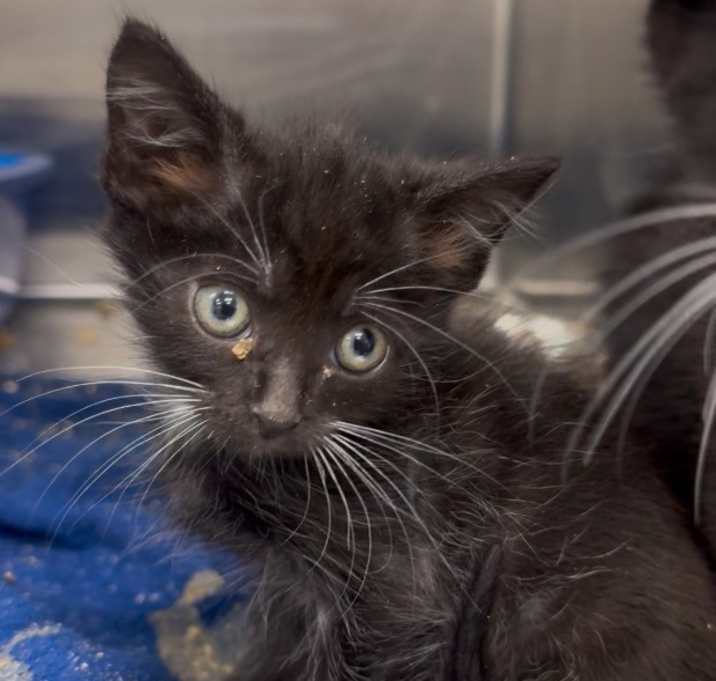 Photo of Smokey