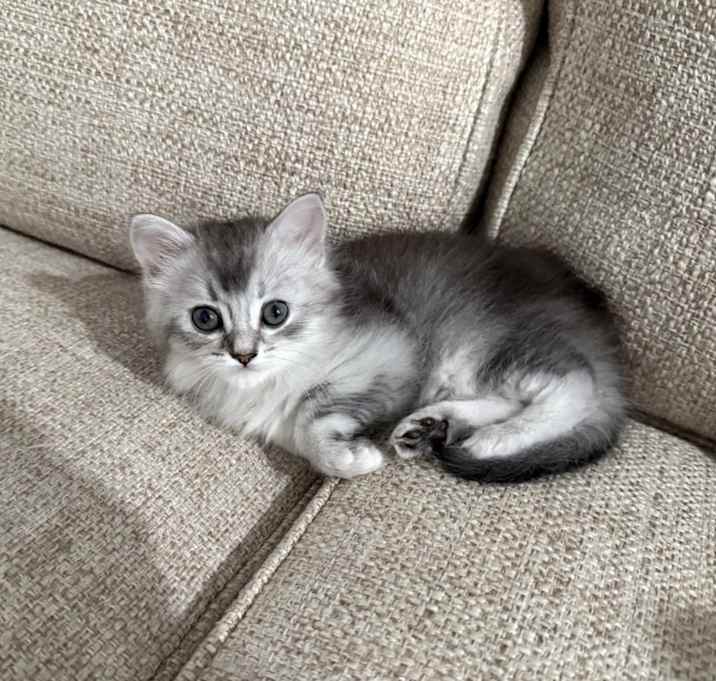 Photo of Deedee