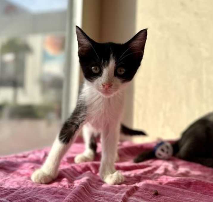 Photo of Mighty Mike