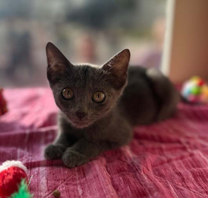 Photo of Tiny Tuna