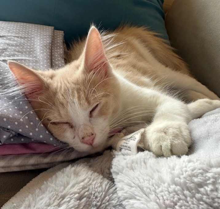 Photo of Fluffernutter