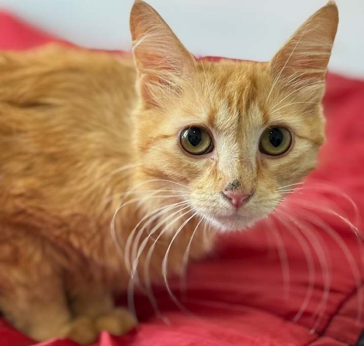 Photo of Simply Red "Ginger
