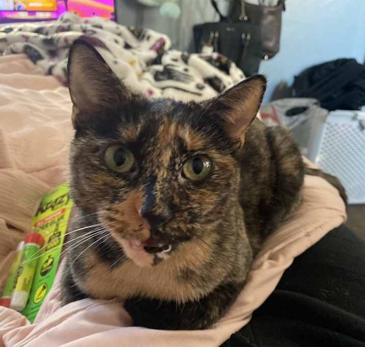Photo of Salem