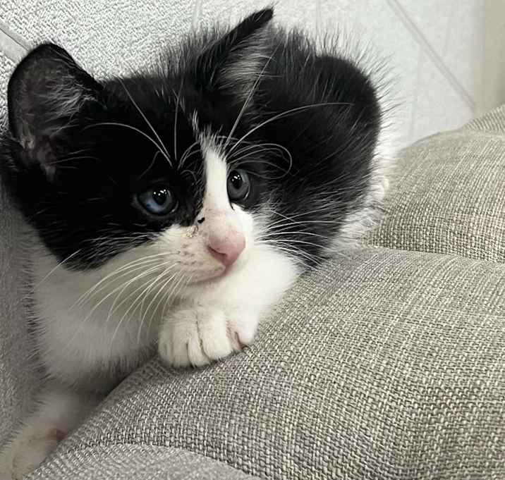 Photo of Bandit