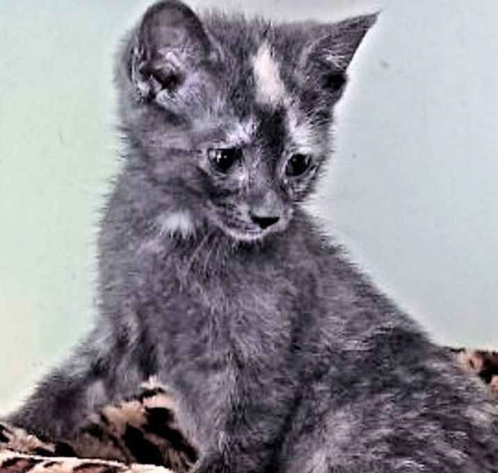 Photo of Missy