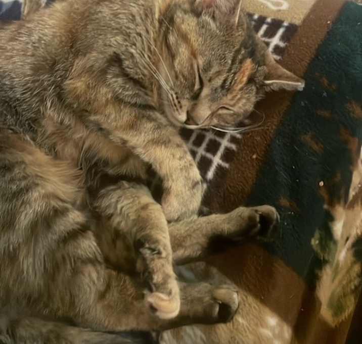Photo of SweetPea
