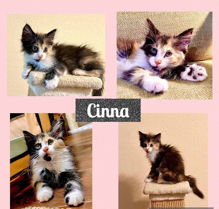 Photo of Cinna