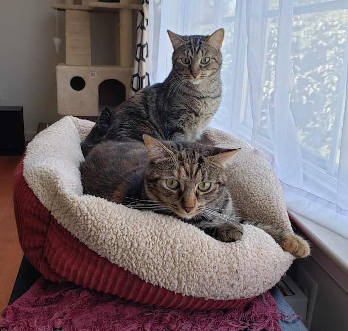 Photo of Lily and Luna