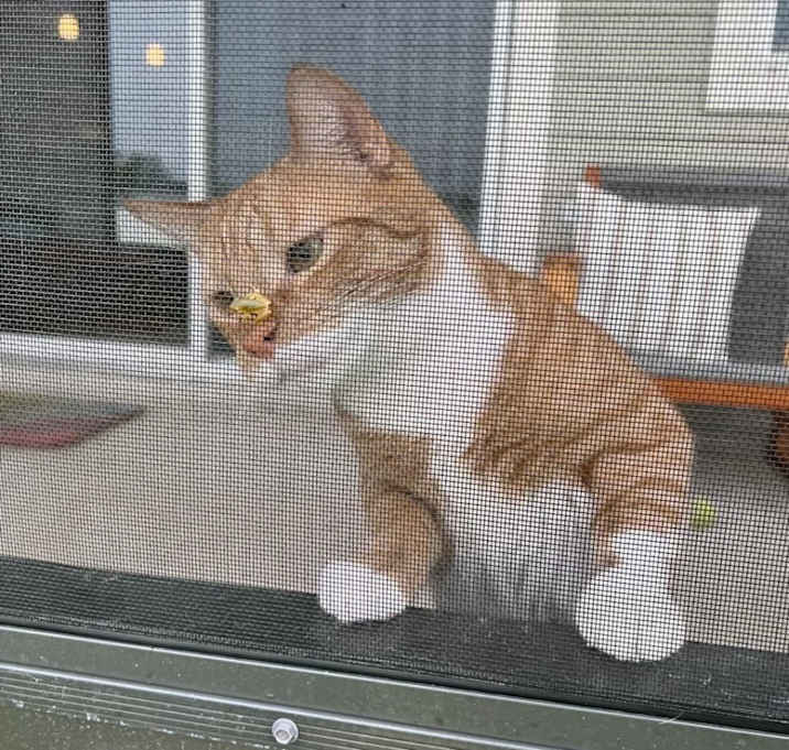 Photo of Reggie