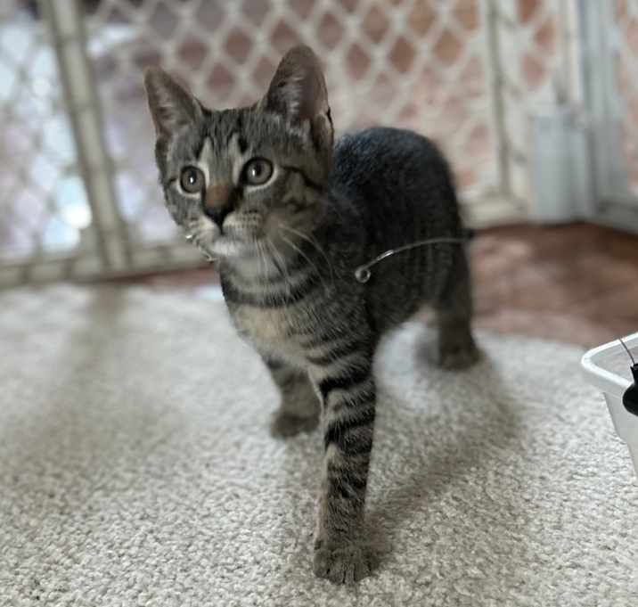 Photo of Eloise (Sollers A2)