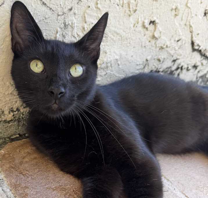 Photo of Onyx
