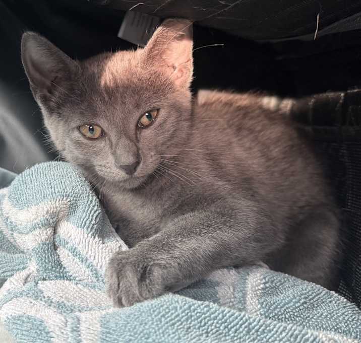 Photo of Silver