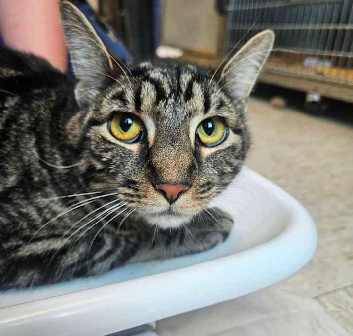 Photo of Tobie