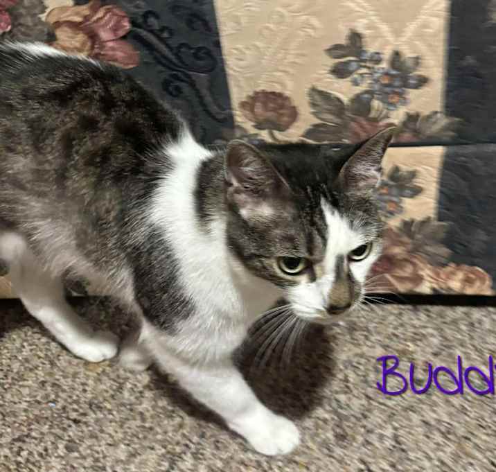 Photo of Buddy
